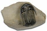 Ventrally-Prepared Hollardops Trilobite - Foum Zguid, Morocco #382847-3
